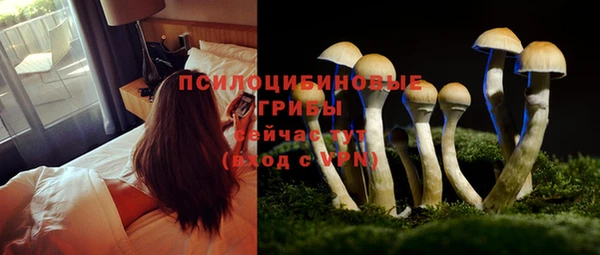 сатива Горнозаводск